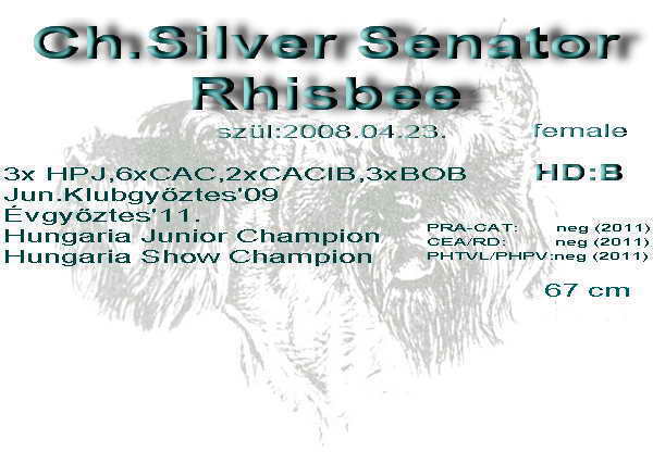 Schnauzer - Archívum Ch.Silver Senator Rhisbee 0